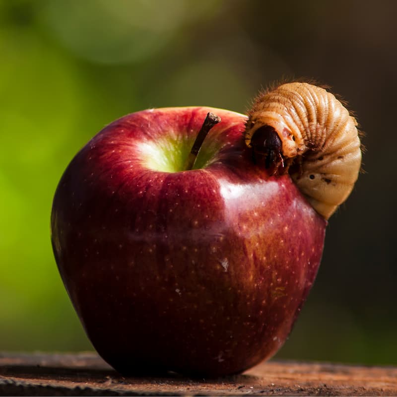 The Very Musical Caterpillar Cover Image